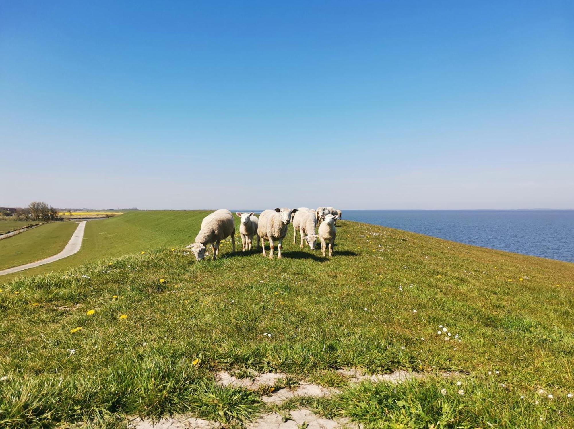 Fischerhaeuschen Am Kurpark Neuharlingersiel Buitenkant foto