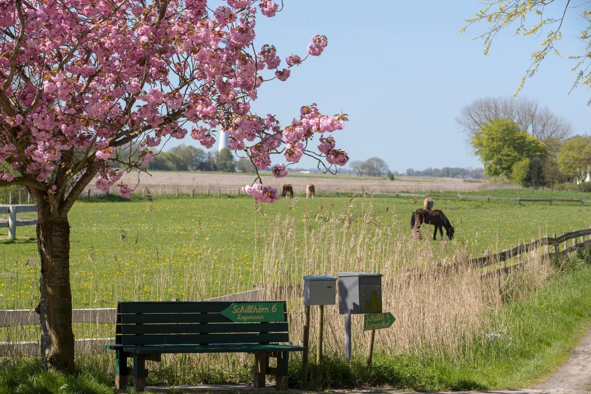 Fischerhaeuschen Am Kurpark Neuharlingersiel Buitenkant foto